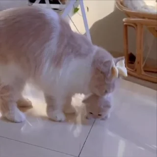 🥺