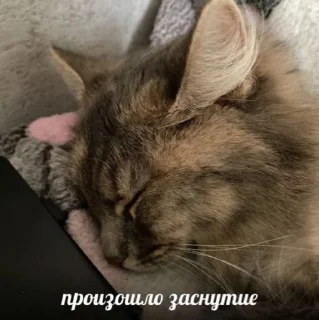 😴