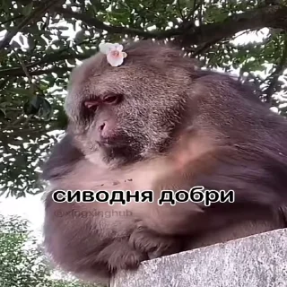 🐵