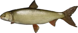 🎣