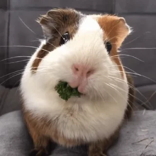 🐹