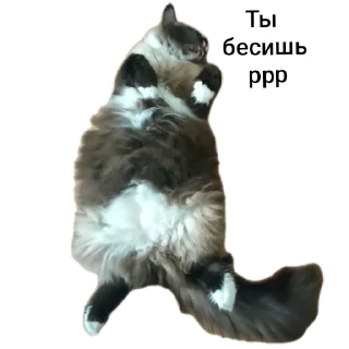 🐱