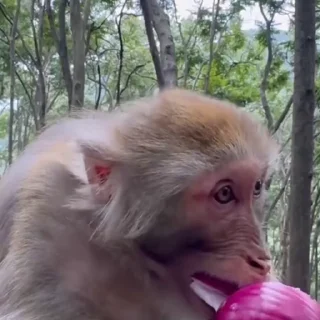 🦍