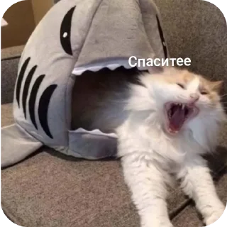 🐱
