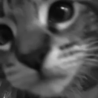 🐈‍⬛️