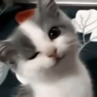 🐶