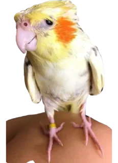 🦜