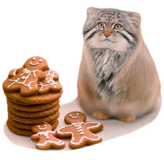 🍪