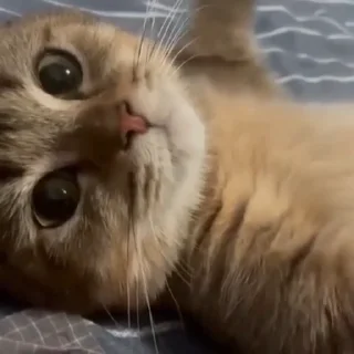 😽