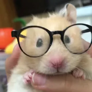 🐭