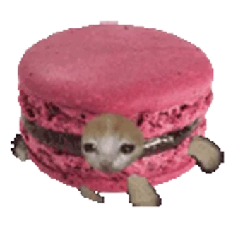 🐈