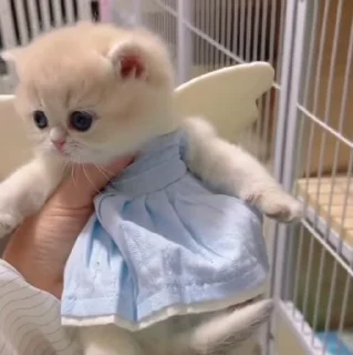 🐱