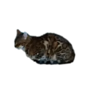 🛋