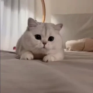 🤩