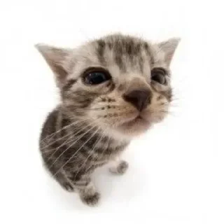 🐱