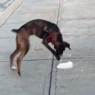 🐕