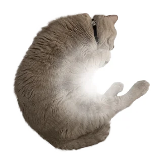 🐈