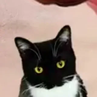 😺