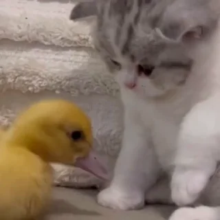 🐈