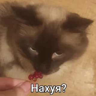 ❓