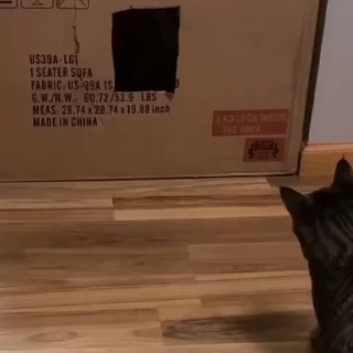 🐈