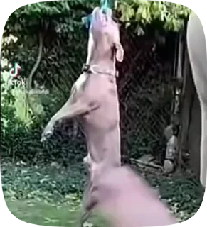 🐕
