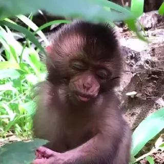 💤