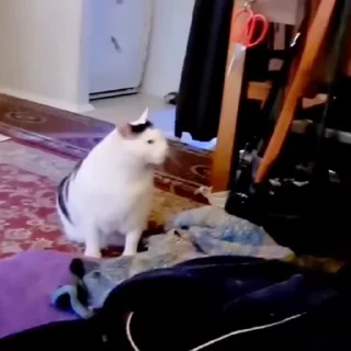 🐈