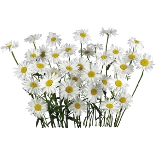 🌼
