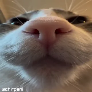 😺
