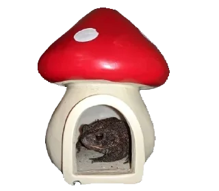 🐸