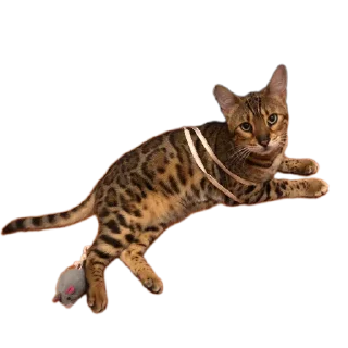 🐱