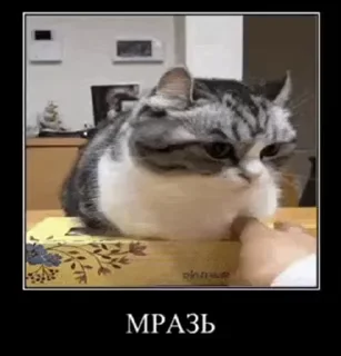 😡