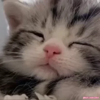 😴