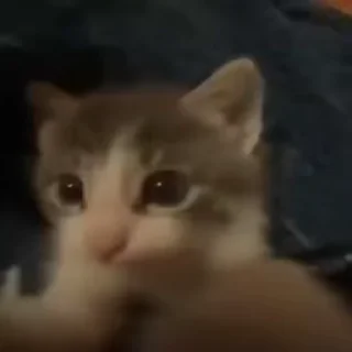 😻