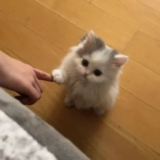 🐈