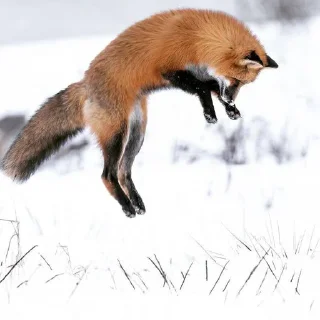 🤸‍♂️
