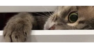 🐱