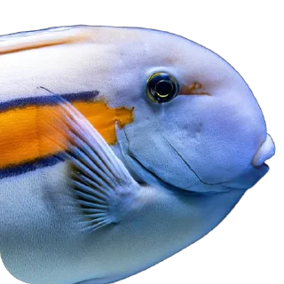 🐟