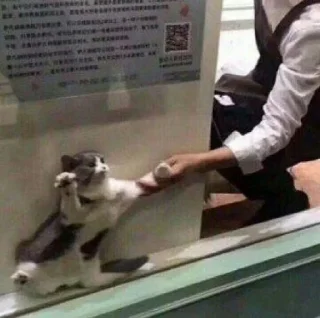 🐈