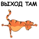 🐱