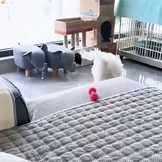 🐩