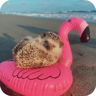 💤