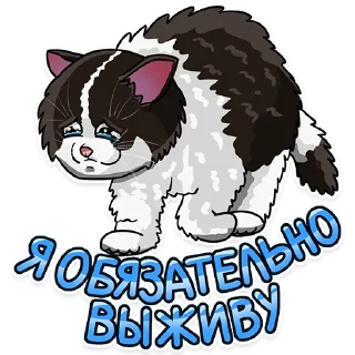 Рабочие котики | @hr_data