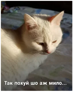 🐱