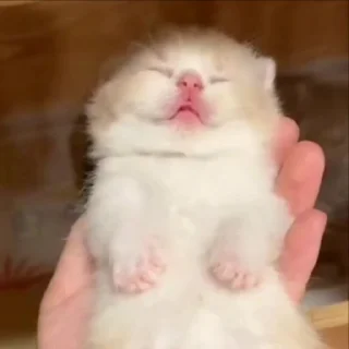 😴