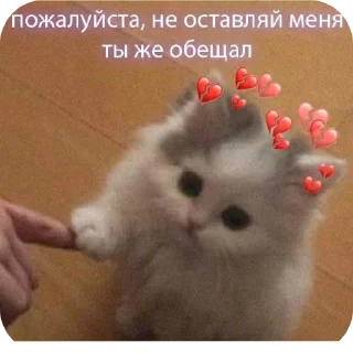 🐱