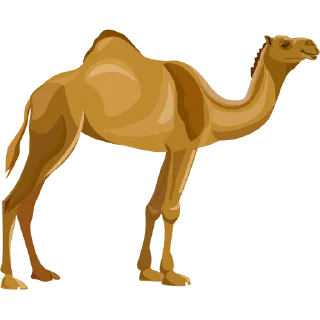🐪