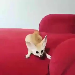 🦊