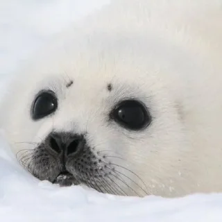 🥺